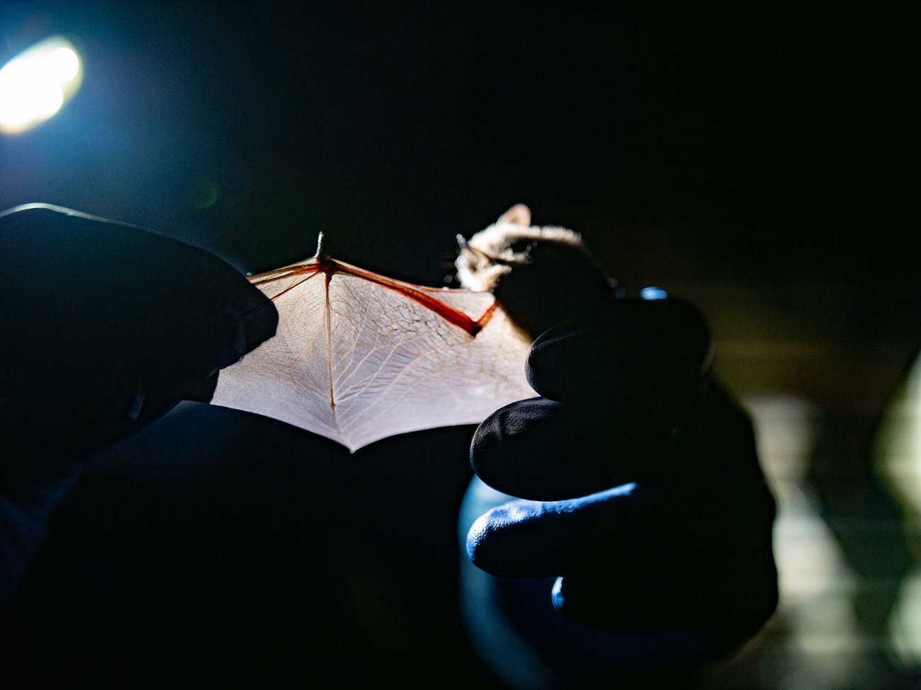 A translucent bat wing glows as it is illuminated from behind, revealing fine, branching, finger-like bones and webbed veins. The silhouette of latex-gloved hands hold the bat’s body and extend its wing.