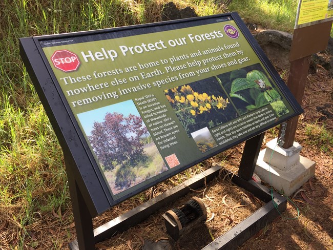 A sign reads "Help Protect our Forests" above a large bristly brush anchored to the ground