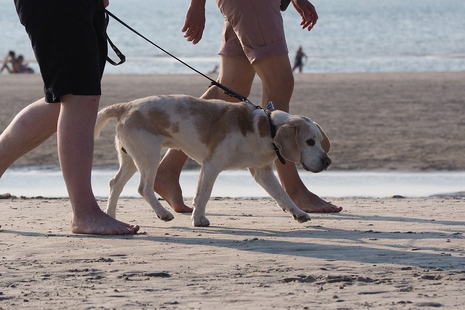 Two people walking a dog on sand beach near water.