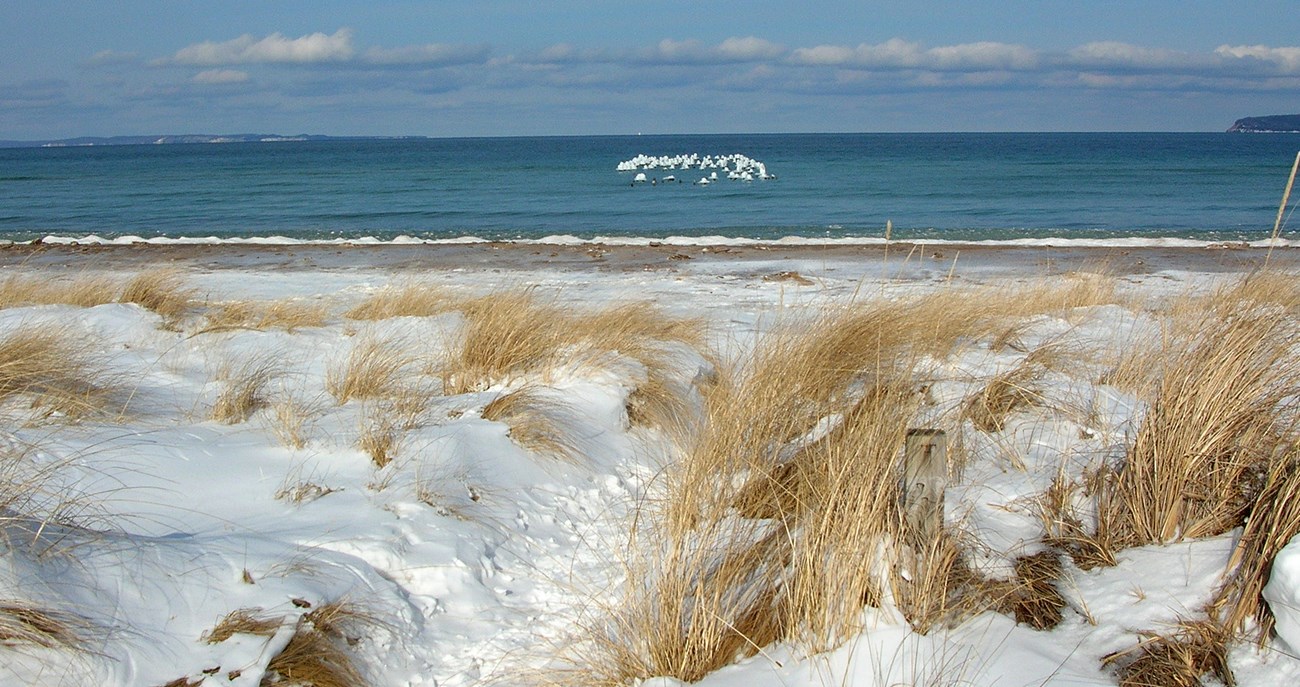 Green strands of beach grass bend to the left in the wind on a sandy beach.
