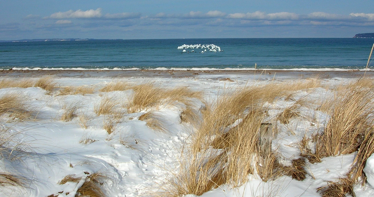 Beach grass in winter Green strands of beach grass bend to the left in the wind on a sandy beach.