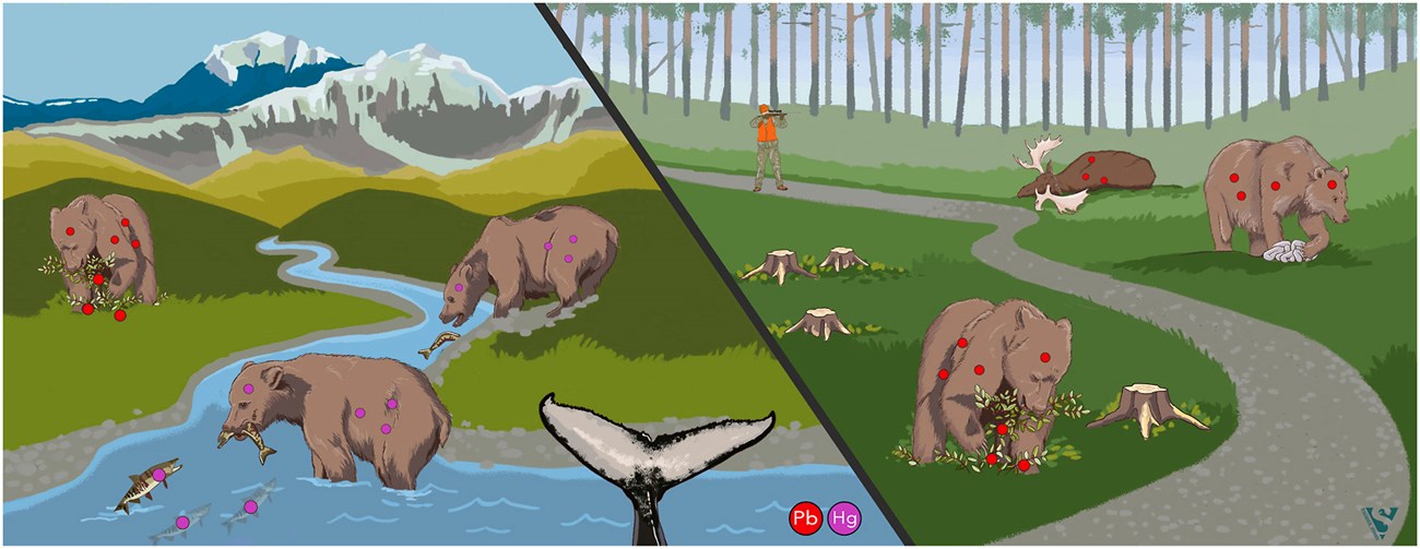 bear contaminants_lrg_web A conceptual drawing showing bear exposure to contaminants.
