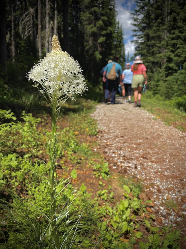 a plant next to a hiking trail