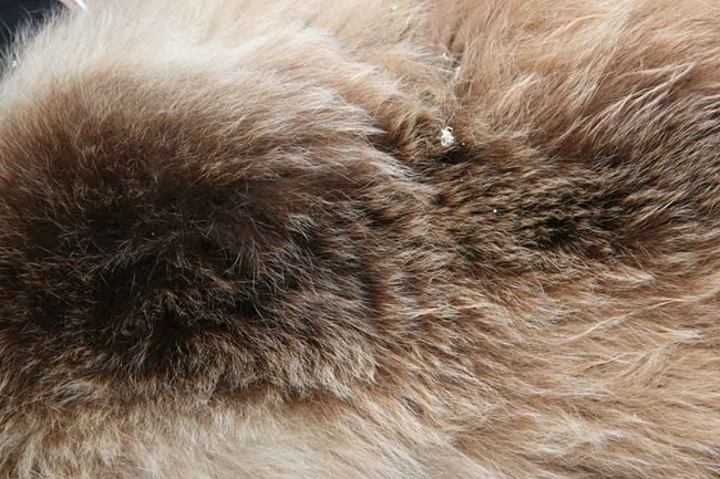 A close up of a bear's coat detailing hairs.
