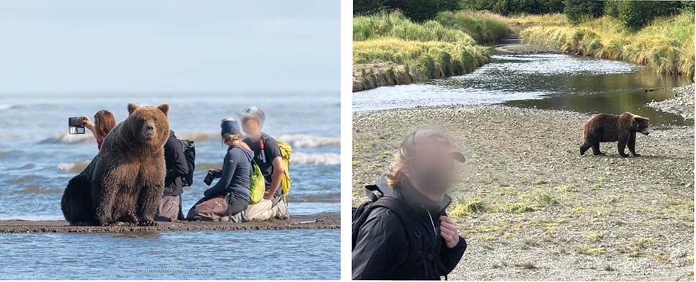 Two images showing people WAY too close to bears.