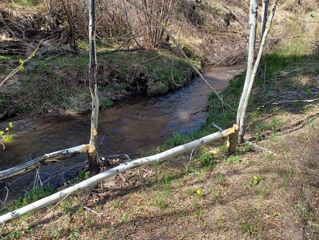 beaver chew_2024