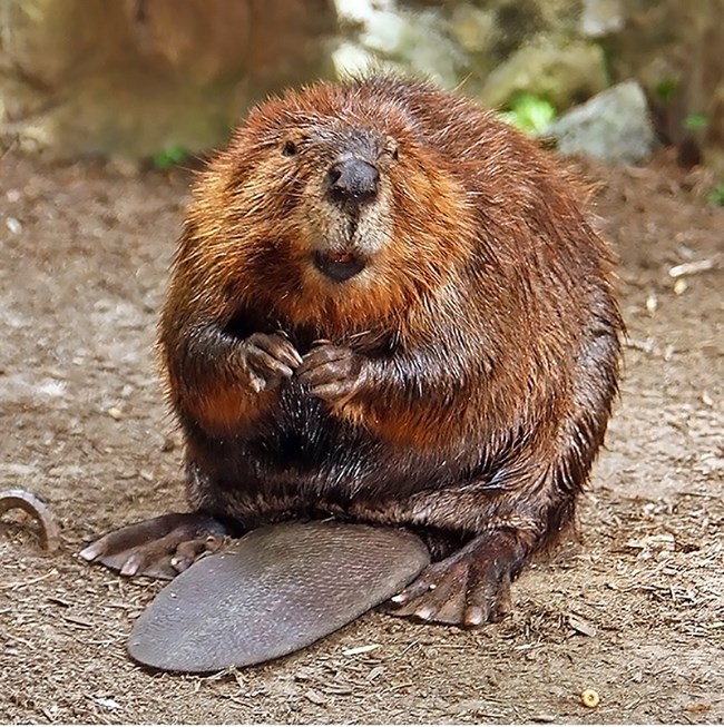 Portriat of a beaver.