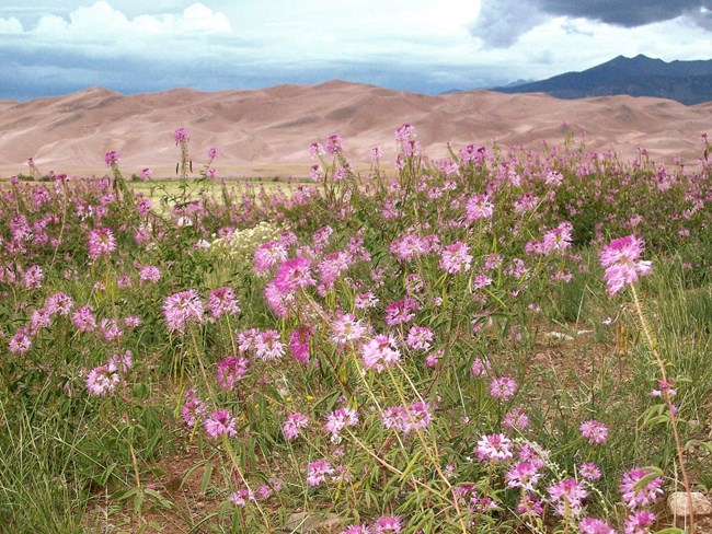 Pink blossoms in grasslands, dunes in the background