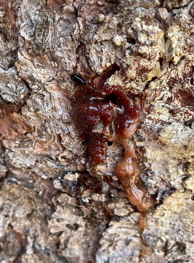 Small black mountain pine beetle stuck in thick red sap exuding from hole in whitebark pine tree.