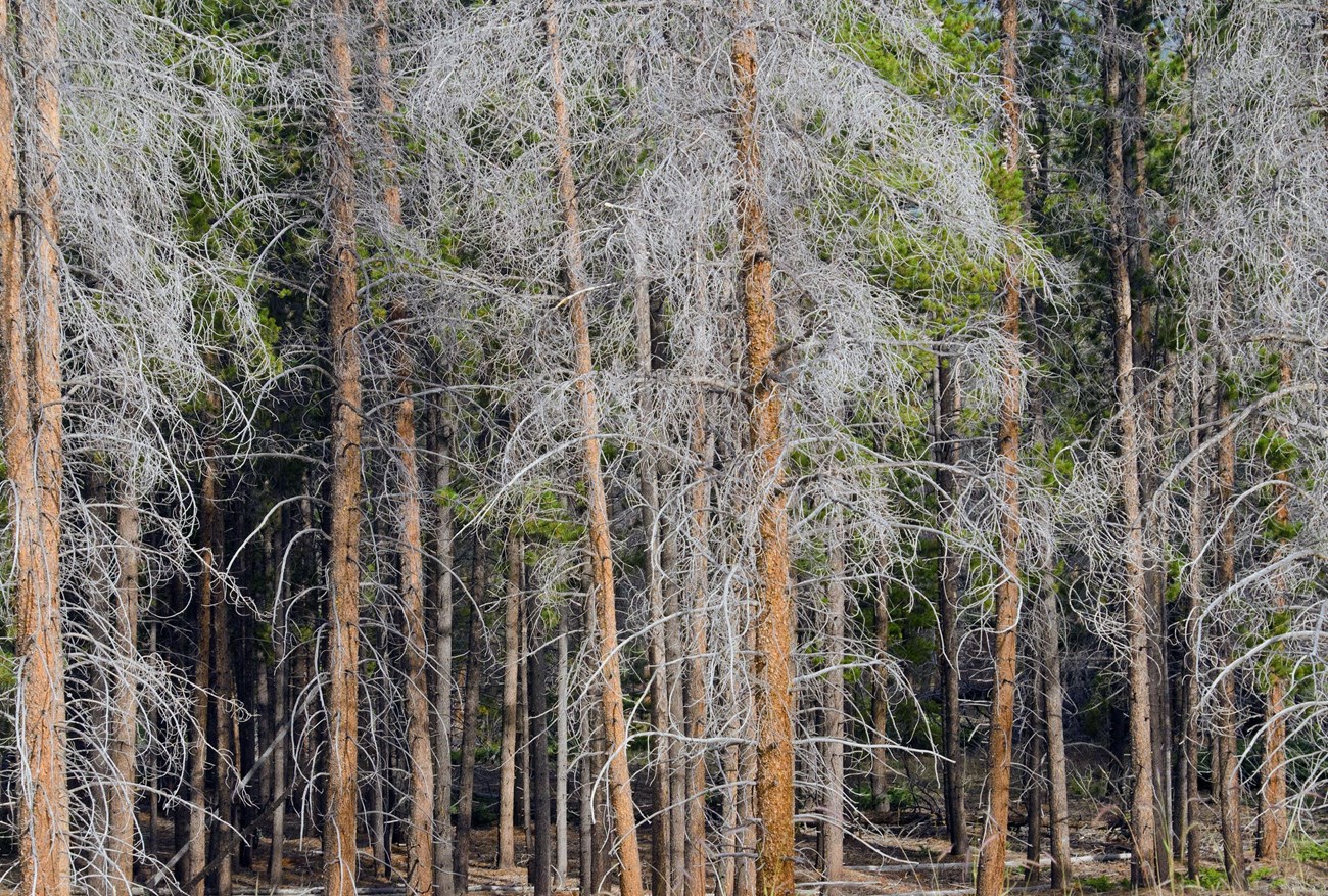 A forest mixed with live and dead trees