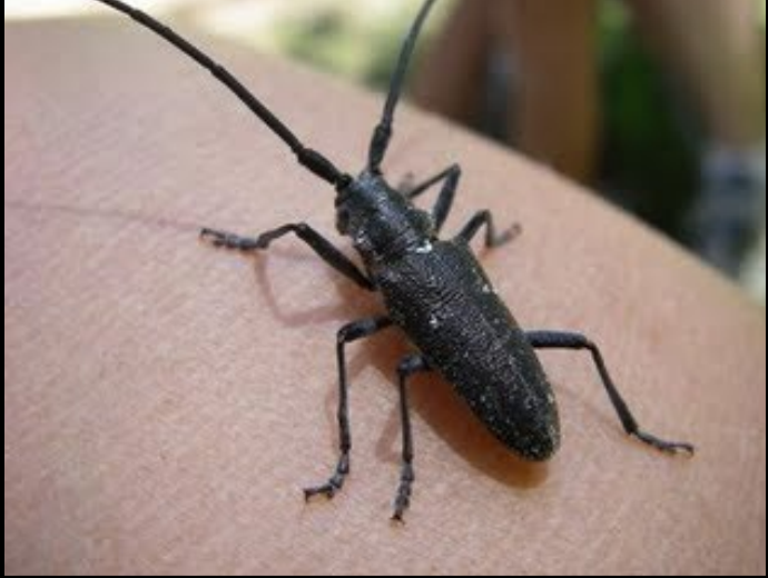 A long-horned beetle