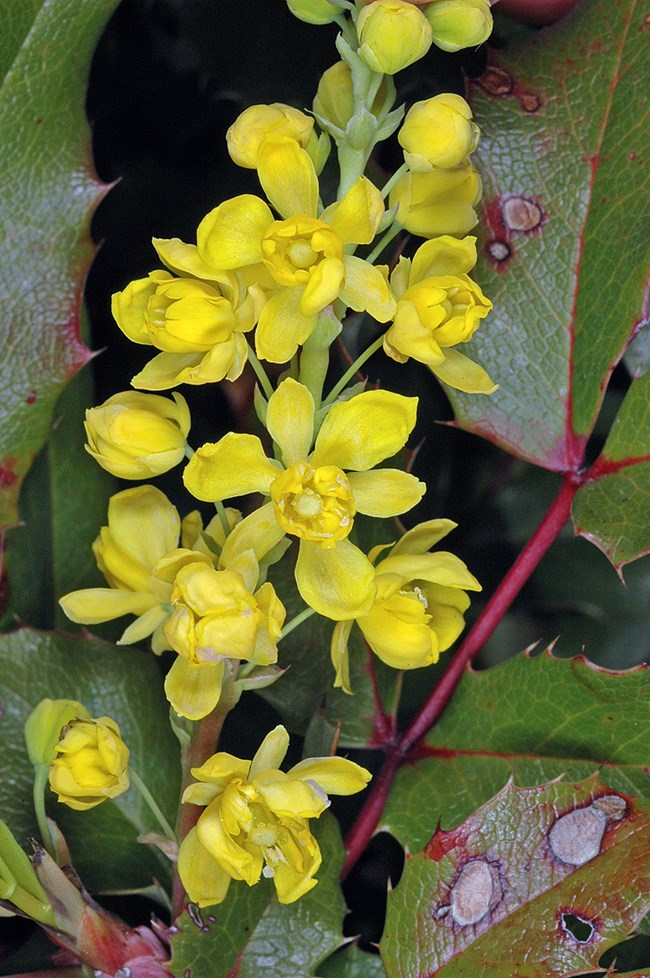 close up of yellow Oregon grape flowers