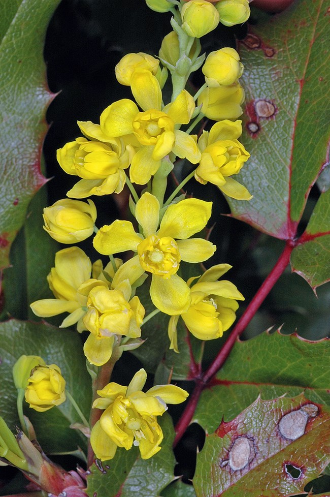 Yellow tall Oregon grape flowers close up of yellow Oregon grape flowers