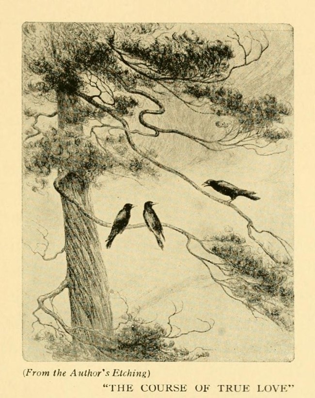 Historic etching by Earl Reed of three crows perched in a white pine tree