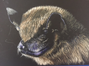 big brown bat Colored drawing of a big brown bat head.