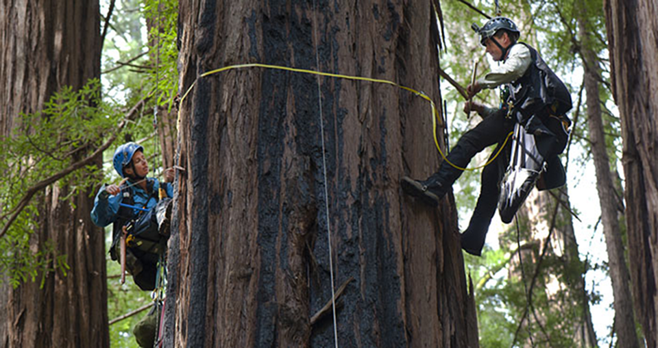 Scientists climb up to the redwood canopy Scientists climb up to the redwood canopy