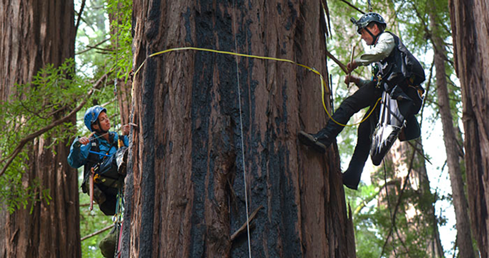 Scientists climb up to the redwood canopy Scientists climb up to the redwood canopy