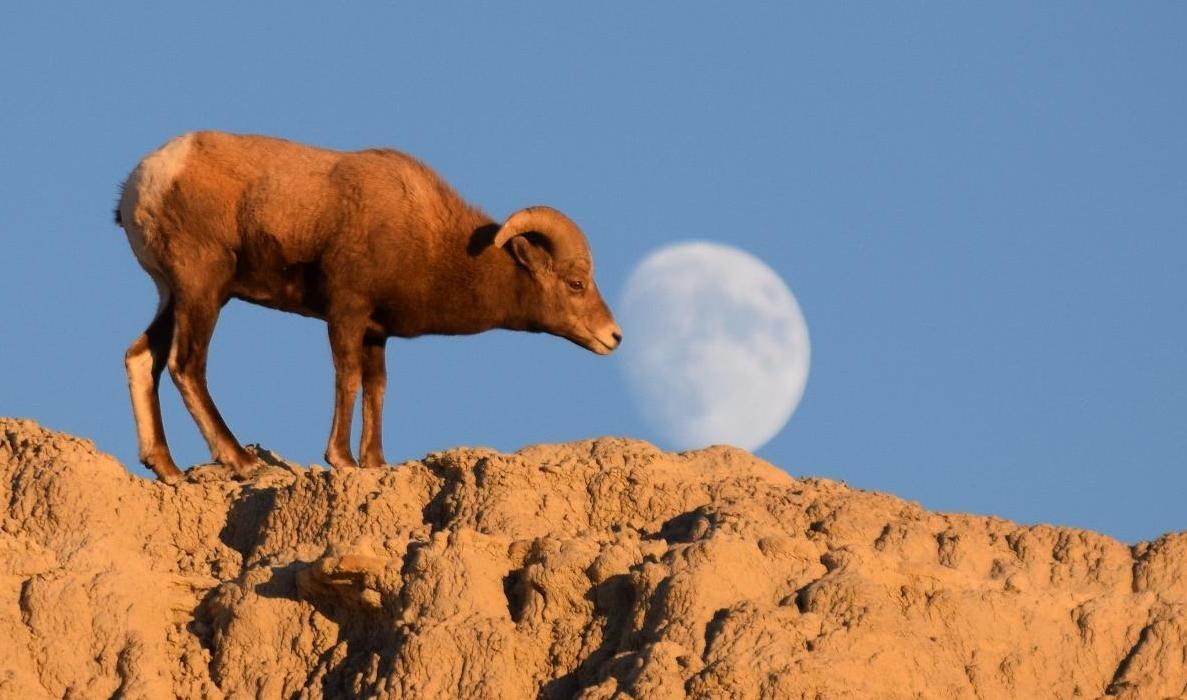 Bighorn sheep standing on ridge with moon in the background