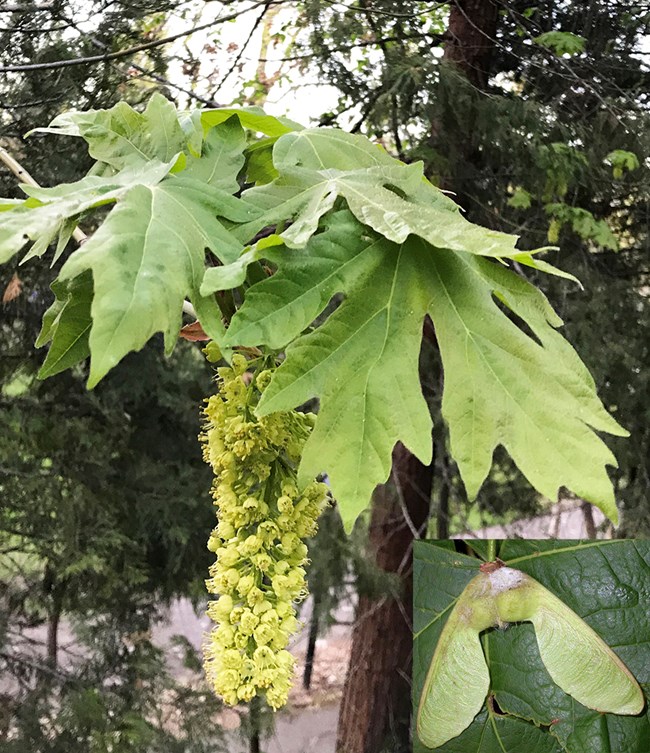 A drooping cluster of small yellow flowers hangs below very large and deeply lobed maple leaves. Inset shows large, two-winged seed.