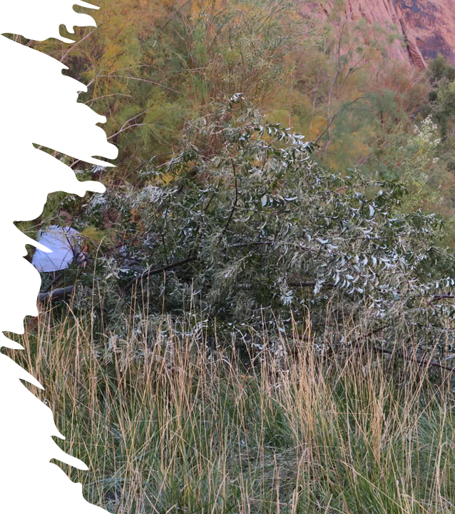 Russian Olive Tree Removal a russian olive tree is removed from the riverbank in a canyon