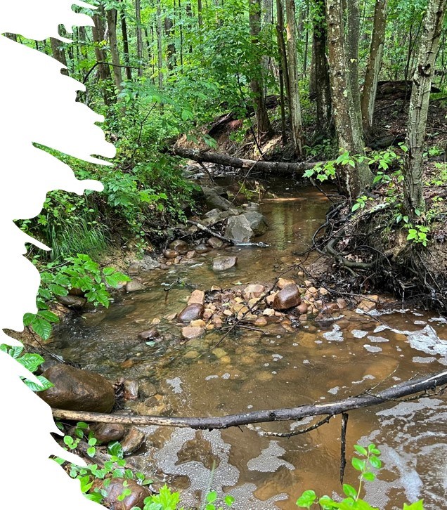 Ice Pond Run a shallow creek surrounded by forest vegetation
