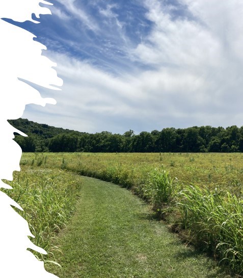 a mowed trail winds through a grassland area