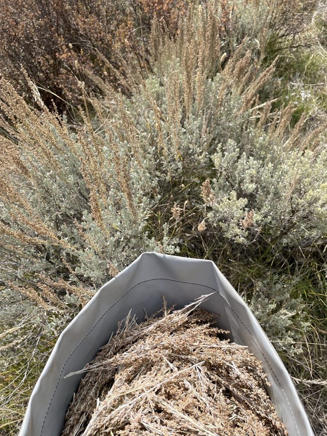 a bag of collected sagebrush seeds with saqebrush plant in the background