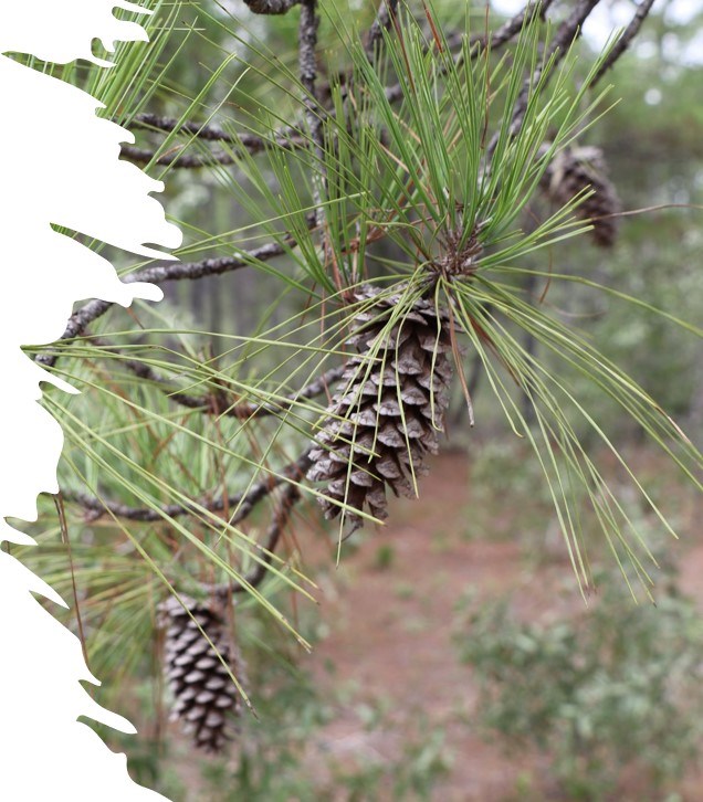 Longleaf pine a close-up image of a pine cone and pine needles on a longleaf pine tree