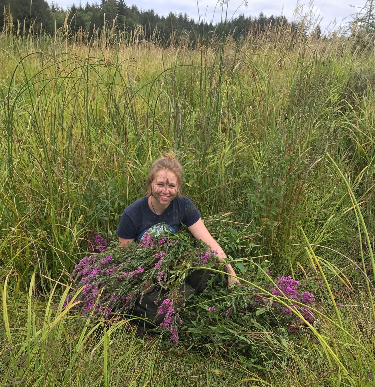 Removing invasive plants a smiling young woman with mud on her face holds a bundle of purple invasive flowering plants pulled from the marshy area she kneels in