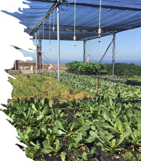 a plant nursery with various native plants