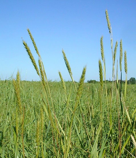Close up of wild rye in a green grassland.