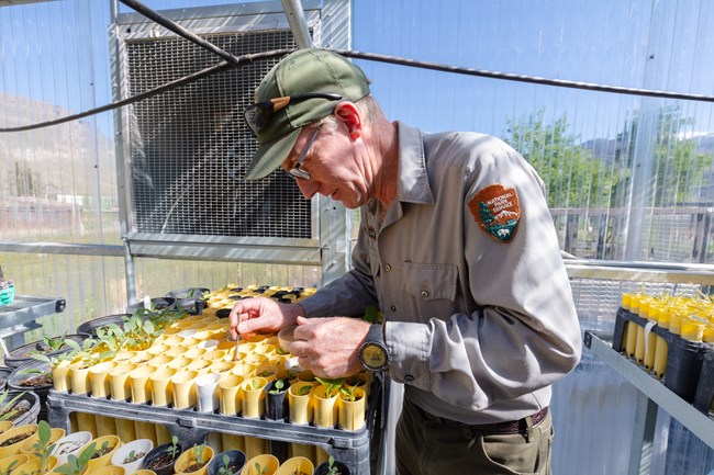 a man in national park service uniform tends to seedlings in a greenhouse