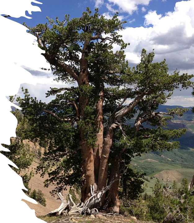 whitebark pine