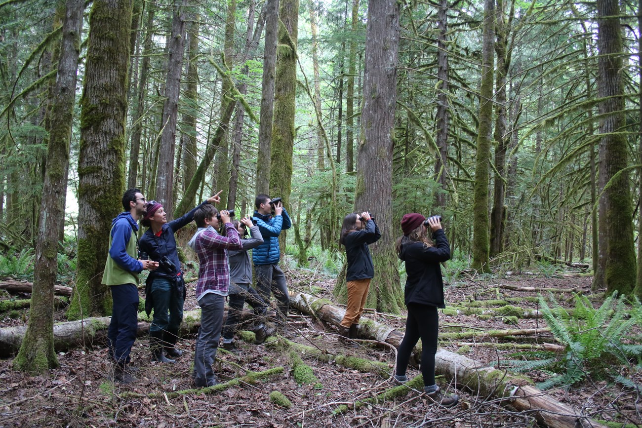 A group of people in a mossy forest use binoculars to look at something out of the frame.