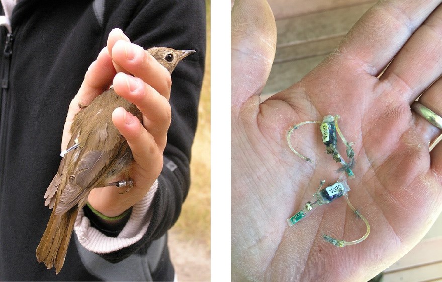 Swainson's thrush with geolocator tag Left: brown bird with tiny geolocator tag in the hand of a ecologist; Right: small tracking tag in the palm of ecologist.