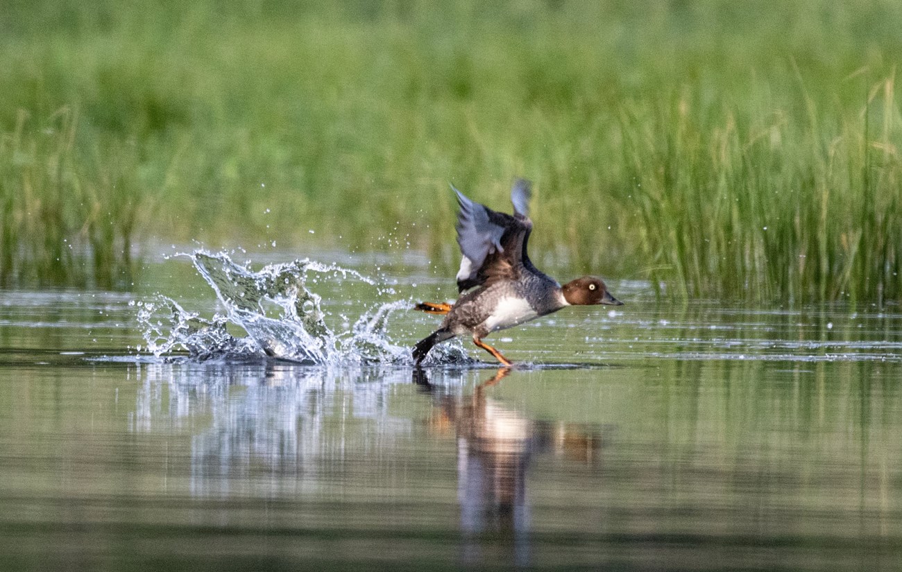 a goldeneye duck takes off from the water