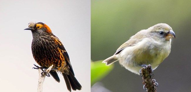 Two different colored birds are in a side by side collage