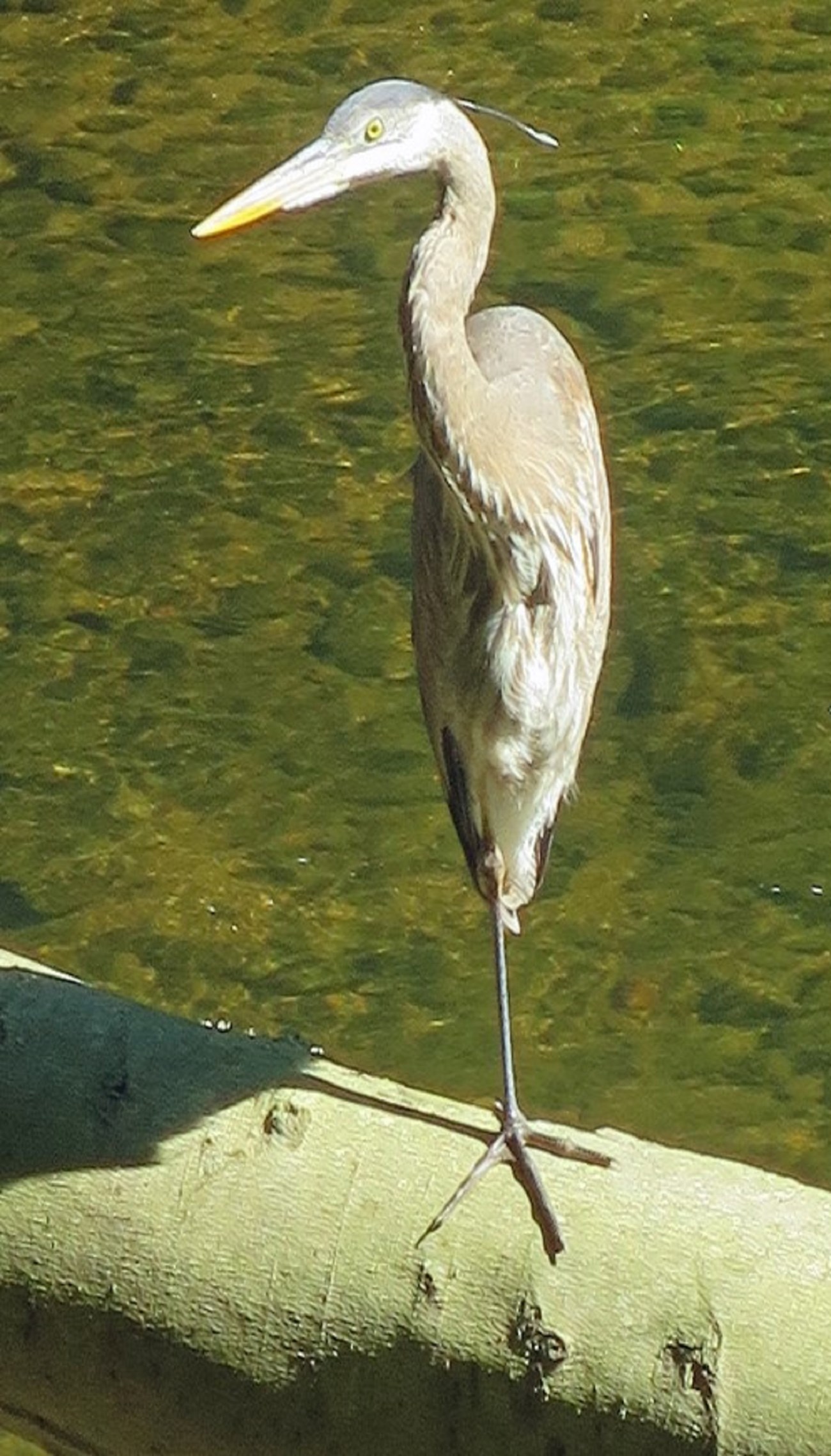 A Great Blue Heron is just one of the birds you might see out on the White Clay when fly fishing, as pictured above. Photo Credit: Stewart Whisenant