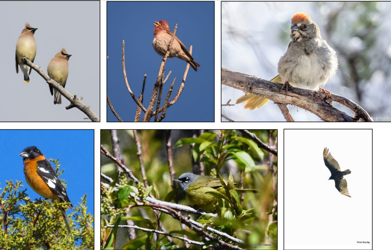 birds 2017 Pictures of 6 different species of birds that were seen