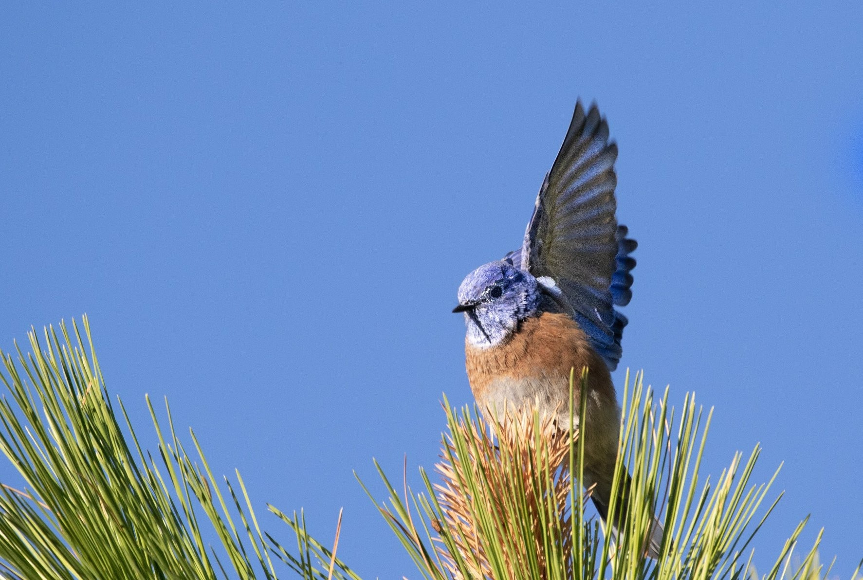 Christmas Bird Count (U.S. National Park Service)
