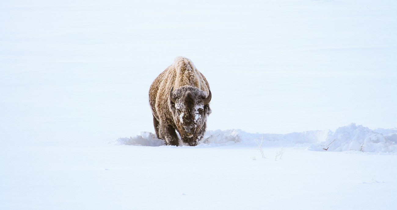 A snow-covered bison stands in deep snow