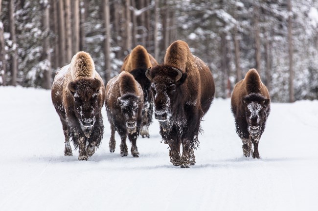 five snow crusted bison walk through snow