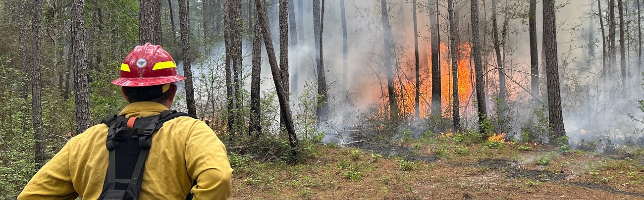 Fire staff monitors Big Sandy prescribed fire at Big Thicket National Preserve. A firefighter observes fire consuming vegetation in a forest.