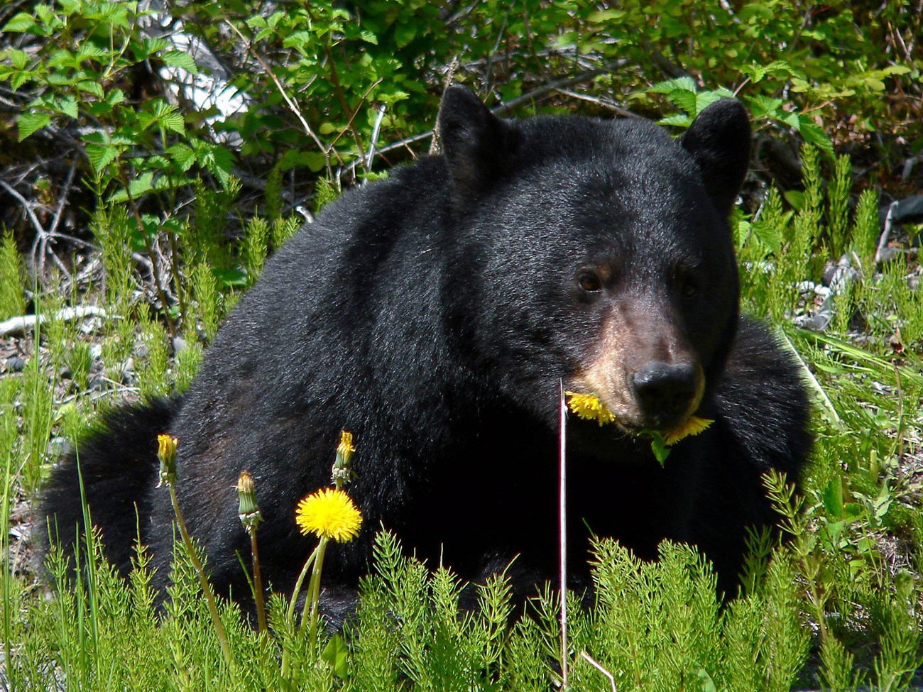 Black-colored black bear with a dandelion in its mouth.