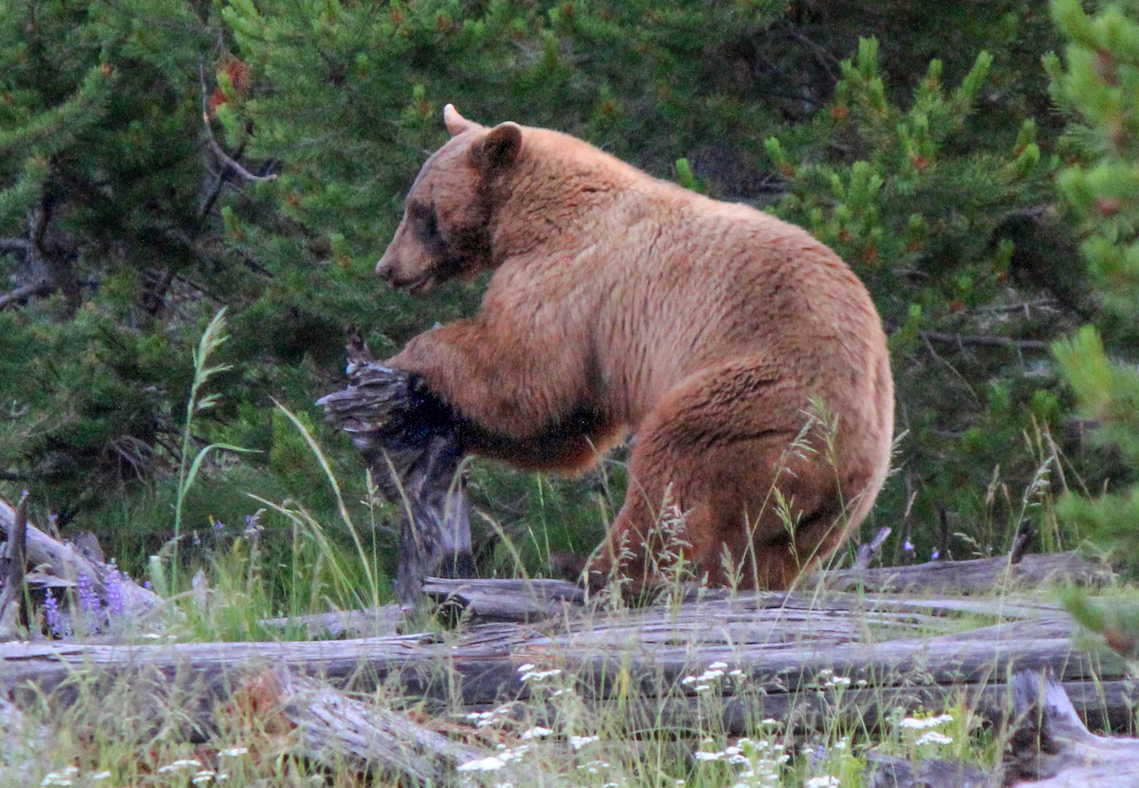 American Black Bear (. National Park Service)