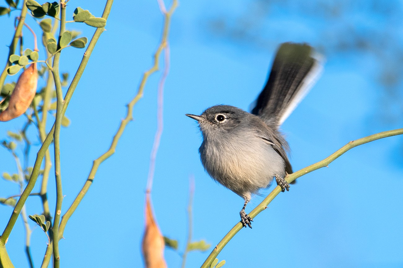 Gray and white bird perches on a green branch against a blue sky.