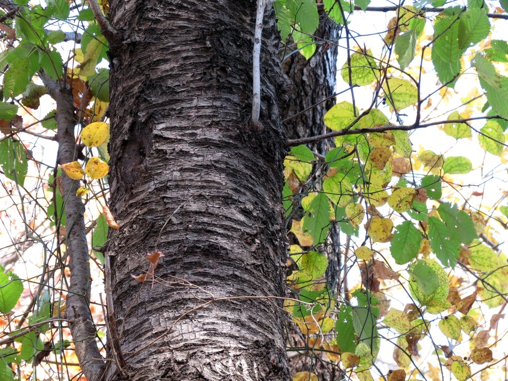 Tree trunk with horizontally textured bark with branches and leaves.