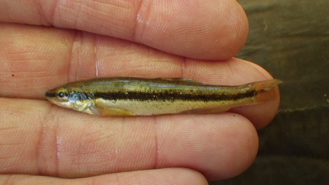 A small thin fish with a horizontal black stripe down its body lays against a person’s fingers.