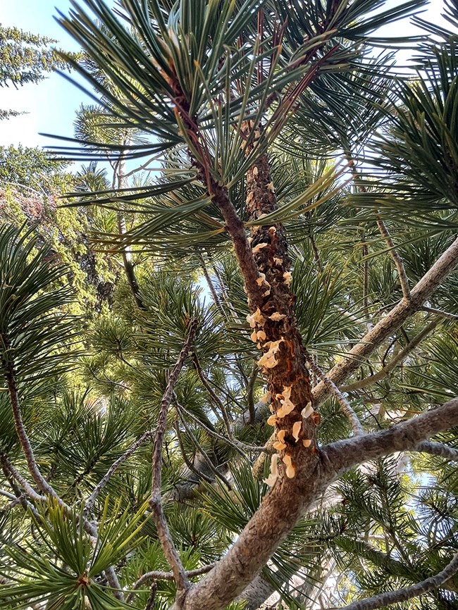 Yellowish blisters erupt from the bark of a pine tree branch.