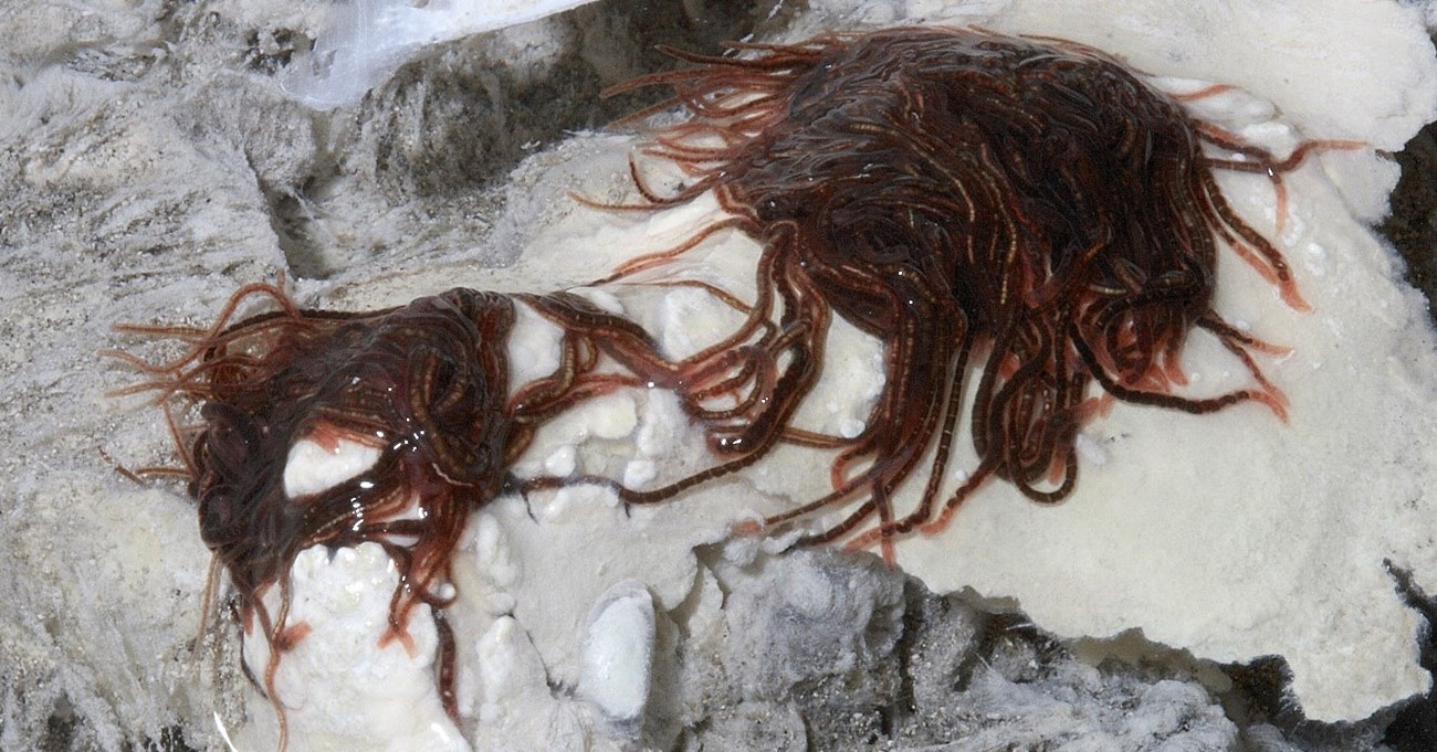 blood red worms_photo by Norm Thompson_cropped 2 piles of red thin worms in a cave.